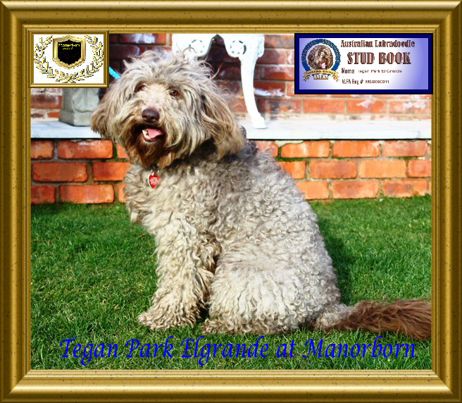 Tegan park best sale australian labradoodle